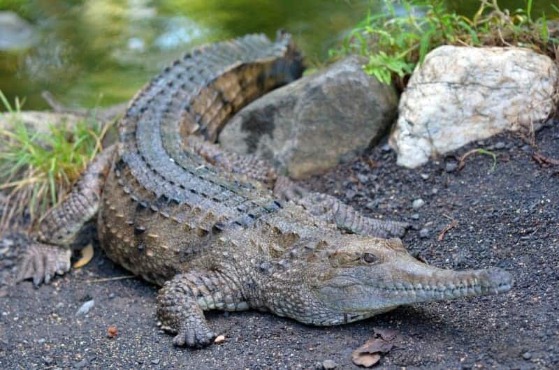 Freshwater Crocodile (Crocodylus johnsoni)