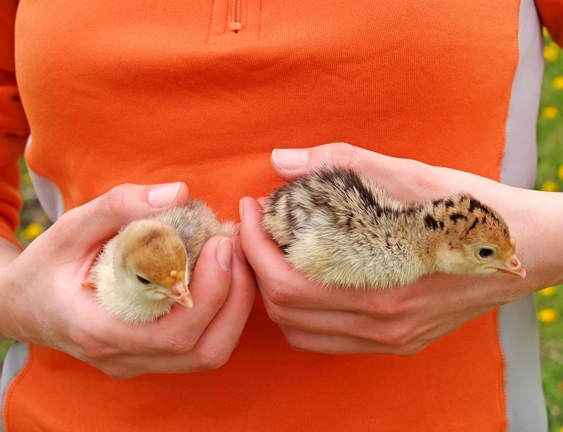 Nutrition of Baby and Young Domesticated Turkeys