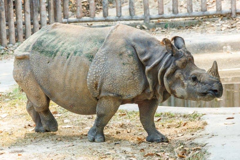 Nutritional Habits of and Facts About Greater One-Horned Rhinoceros