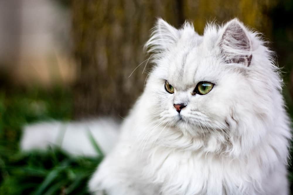 Persian Cat (Felis catus)