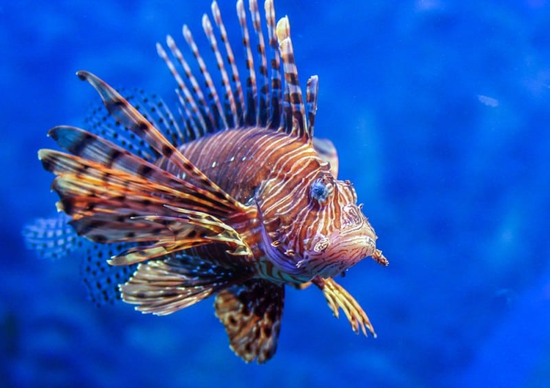 Red lionfish (Pterois volitans)