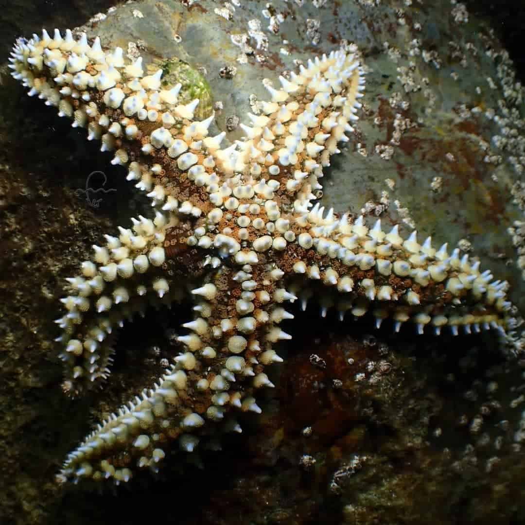 Spiny Starfish