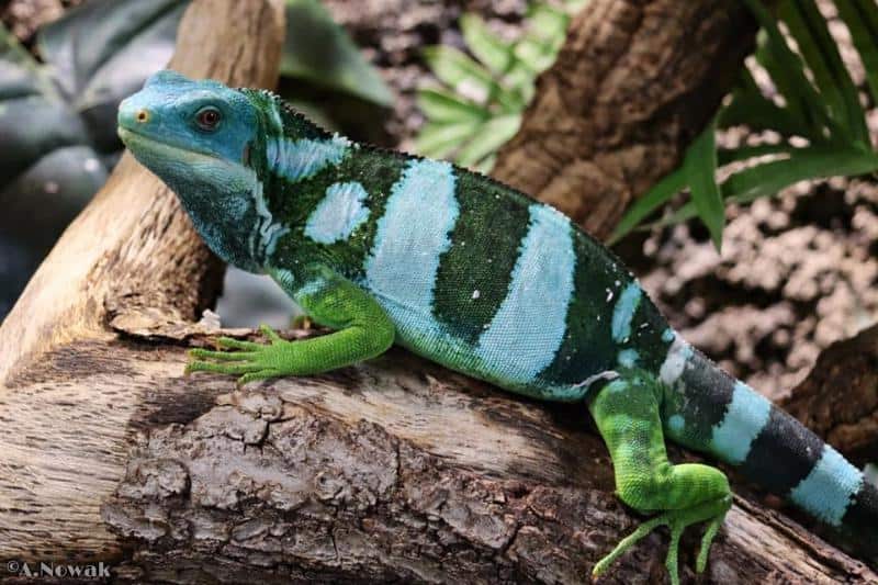 The Fiji Banded Iguana