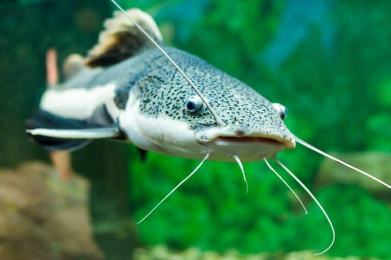 What Do Catfish Eat? A Guide To The Diet Of These Whiskered Fish