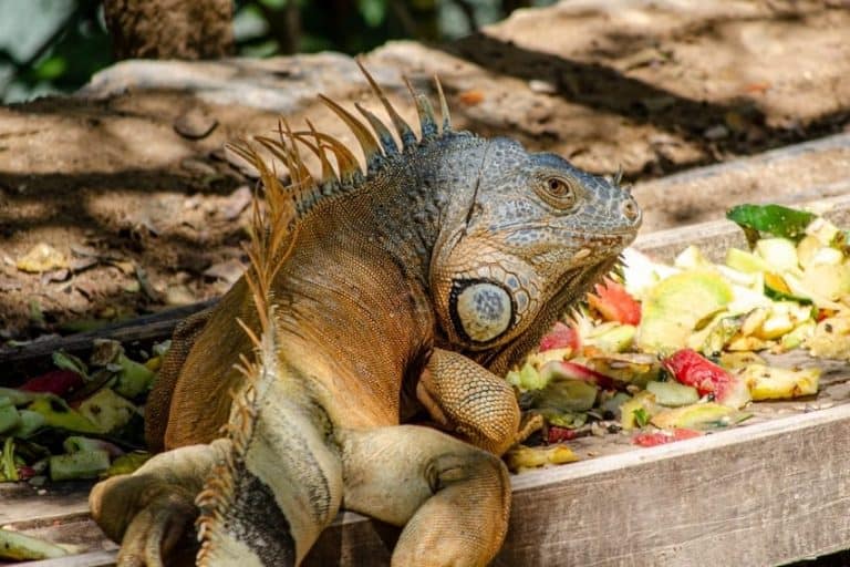 What Do Iguanas Eat? Is Iguana Herbivorous Or Omnivorous?