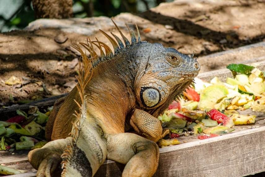 What Do Iguanas Eat
