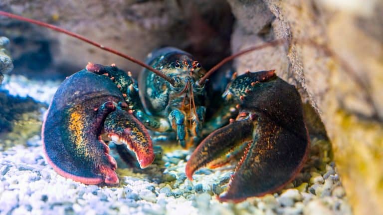 What Do Lobsters Eat: Lobster Diet by Species & Habitat