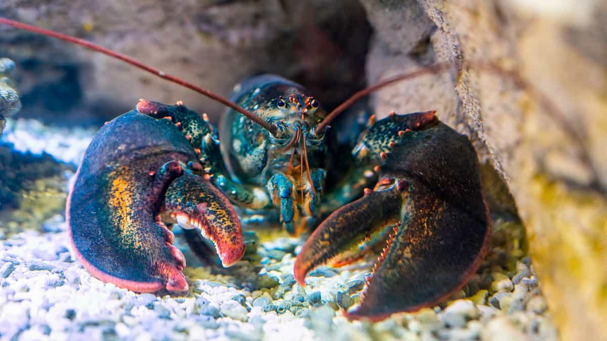 What Do Lobsters Eat: Lobster Diet by Species & Habitat - Coachella Valley Preserve