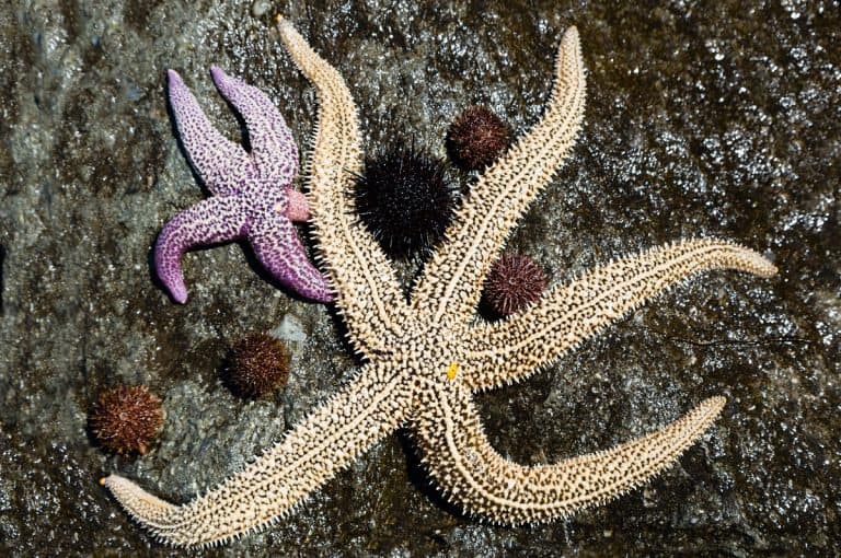 What and How Do Starfish Eat (101 Guide)