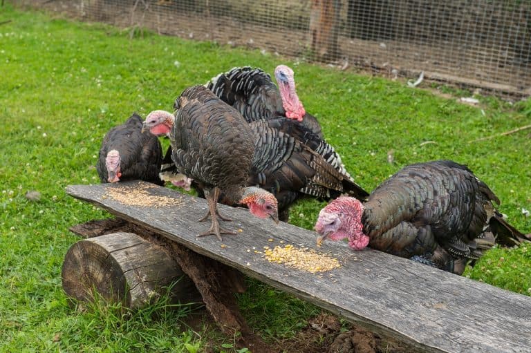 What Do Turkeys Eat: Turkeys and Their Mode of Nutrition