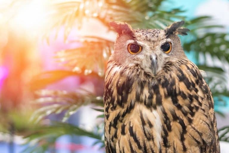 Why Do Owls Hoot During The Day (5 Reasons)