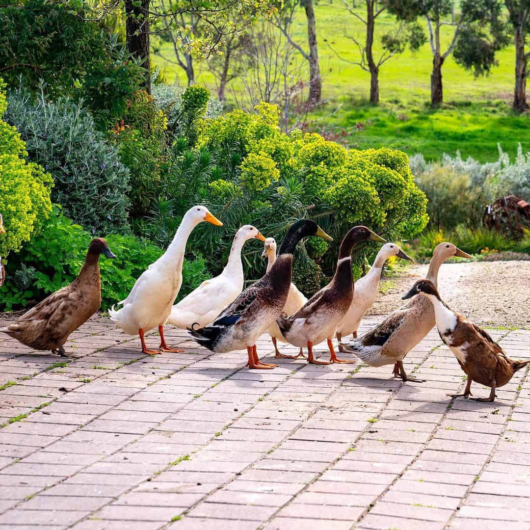 a group of ducks can't fly