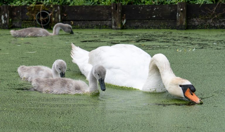 what do Swans eat