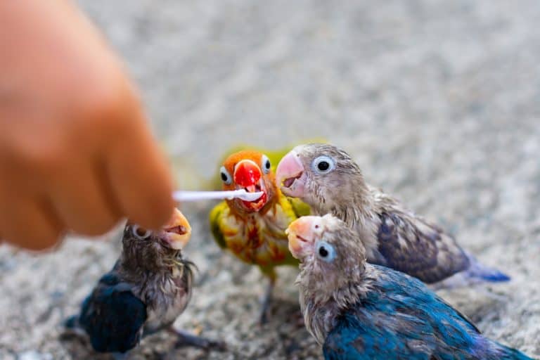 A Baby Bird’s Healthy Diet: What To Feed The Fragile Creatures?