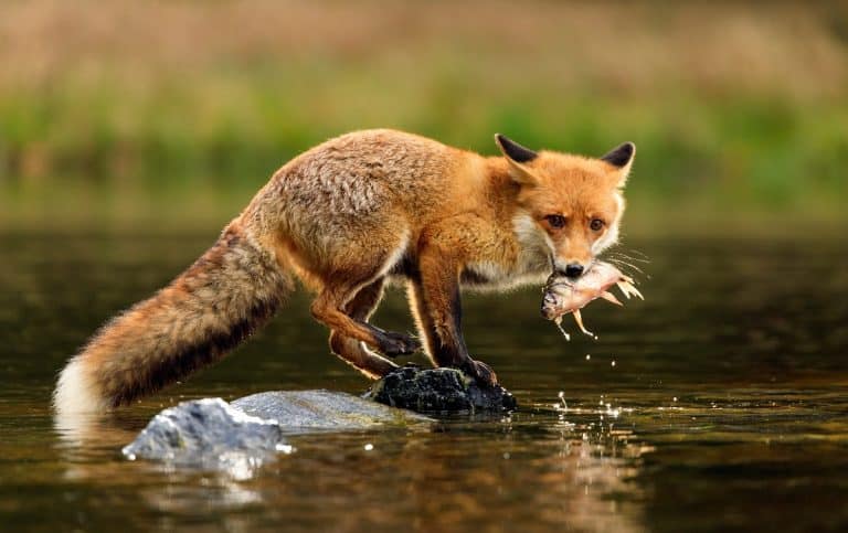 What Do Foxes Eat? What Is In Their Diet?