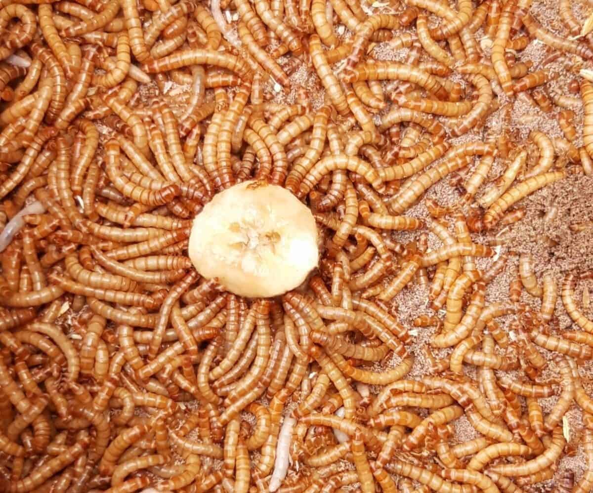 What Do Mealworm Eat