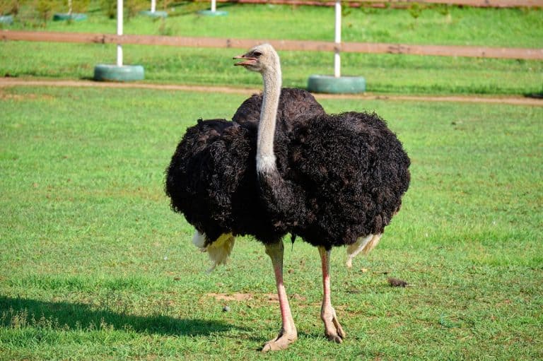 Can Ostriches Fly: How Did Ostriches Evolve But Remained Flightless?