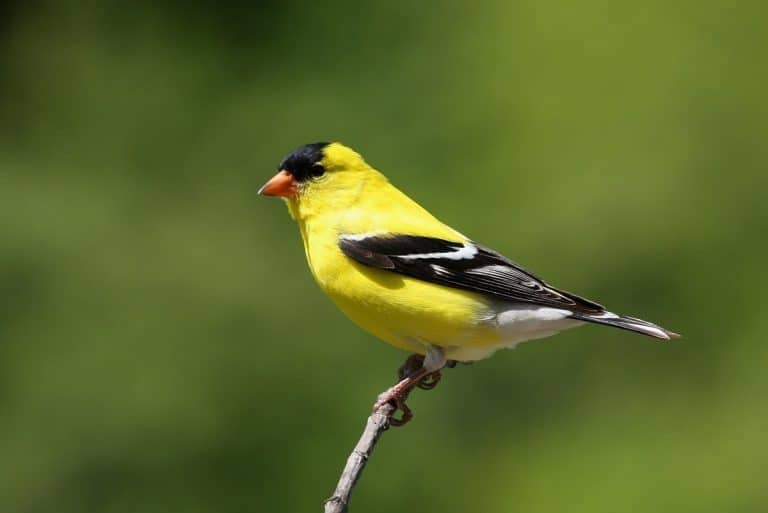 10 Stunning Yellow Birds With Black Wings: Ultimate Guide (With Pictures)
