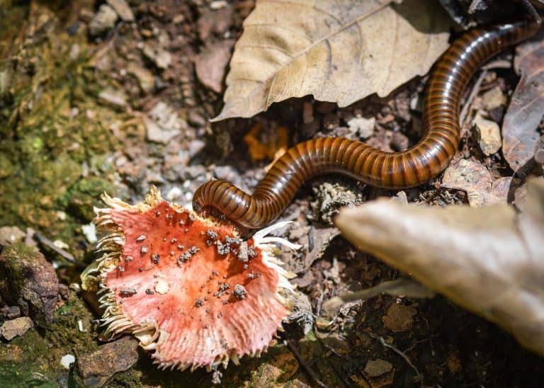 What Do Millipedes Eat: Exploring the Diet and Feeding Habits of Millipedes (Ultimate Guide)