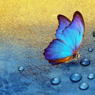 Blue Butterfly Symbolism