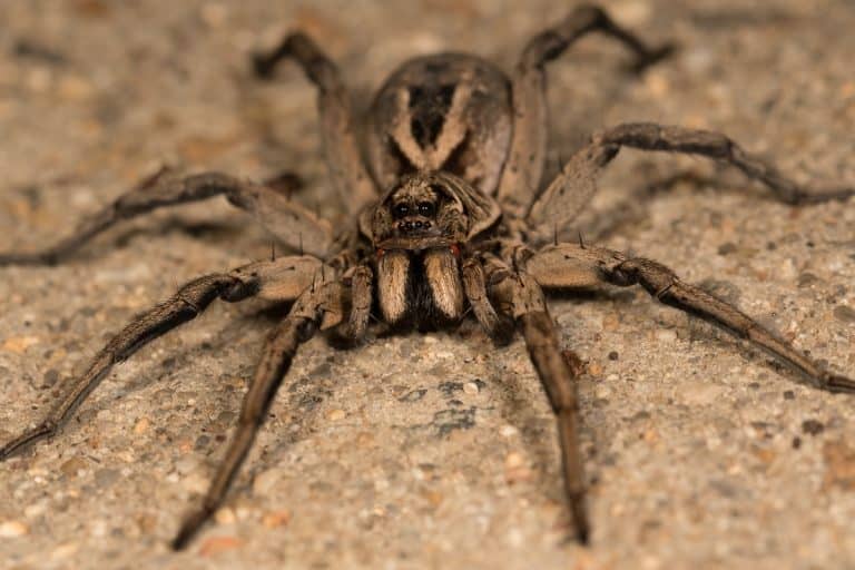 Do Wolf Spiders Climb Into Beds? A Guide To Wolf Spiders & Preventing Spider Bed Friends