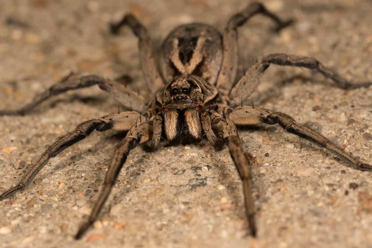 Do Wolf Spiders Climb Into Beds
