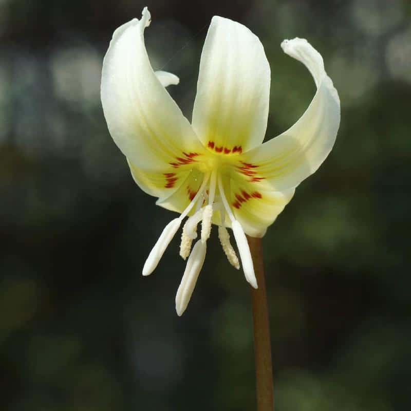 Erythronium (Fawn Lily)