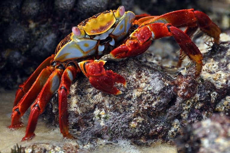 What Do Crabs Eat: Eating Habits of Wild Crabs And Pet Crabs