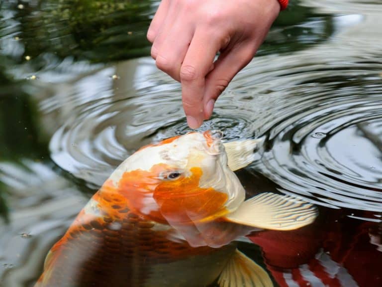 What Do Koi Fish Eat? (How And What To Feed Them)