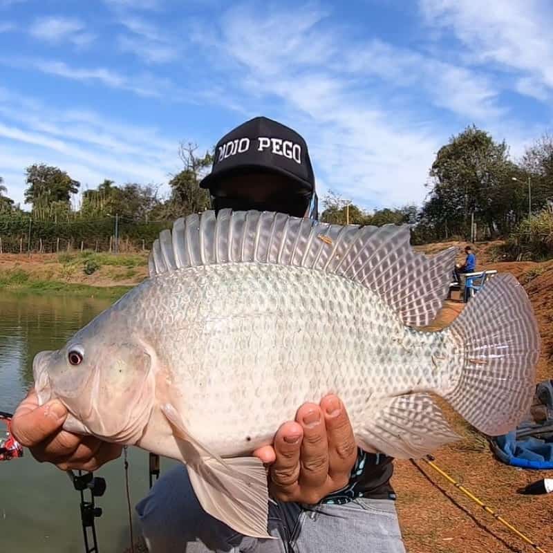 What Do Tilapia Eat - A Brief Introduction To Tilapia'S Feeding