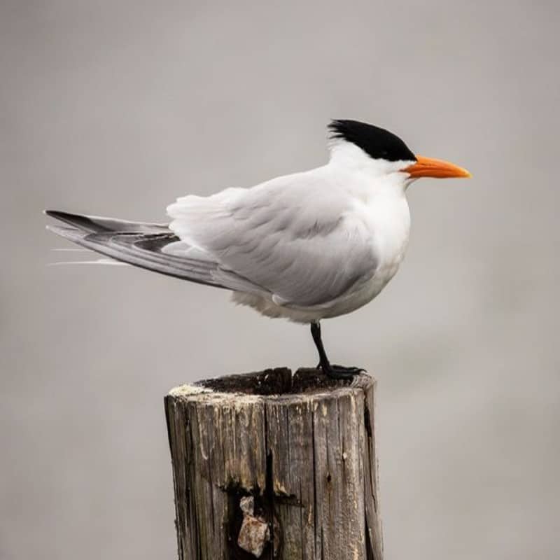 Royal Tern, Thalasseus maximus