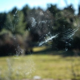 What Does It Mean When A Bird Hits Your Window Spiritual Symbolism